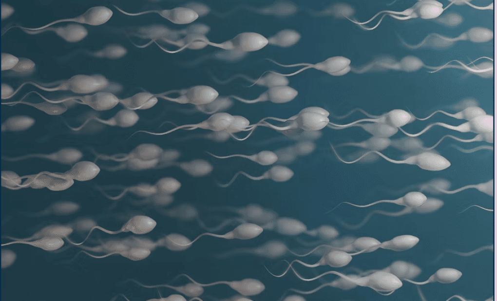 MALE FERTILITY
